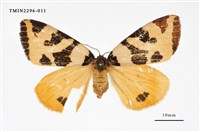 藏品(後黃斜帶毒蛾)的圖片